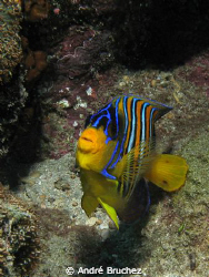 Poisson ange by André Bruchez 